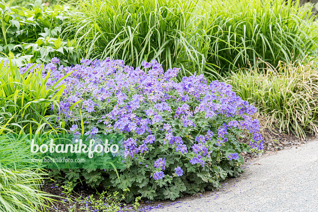 651307 - Cranesbill (Geranium x magnificum 'Rosemoor')
