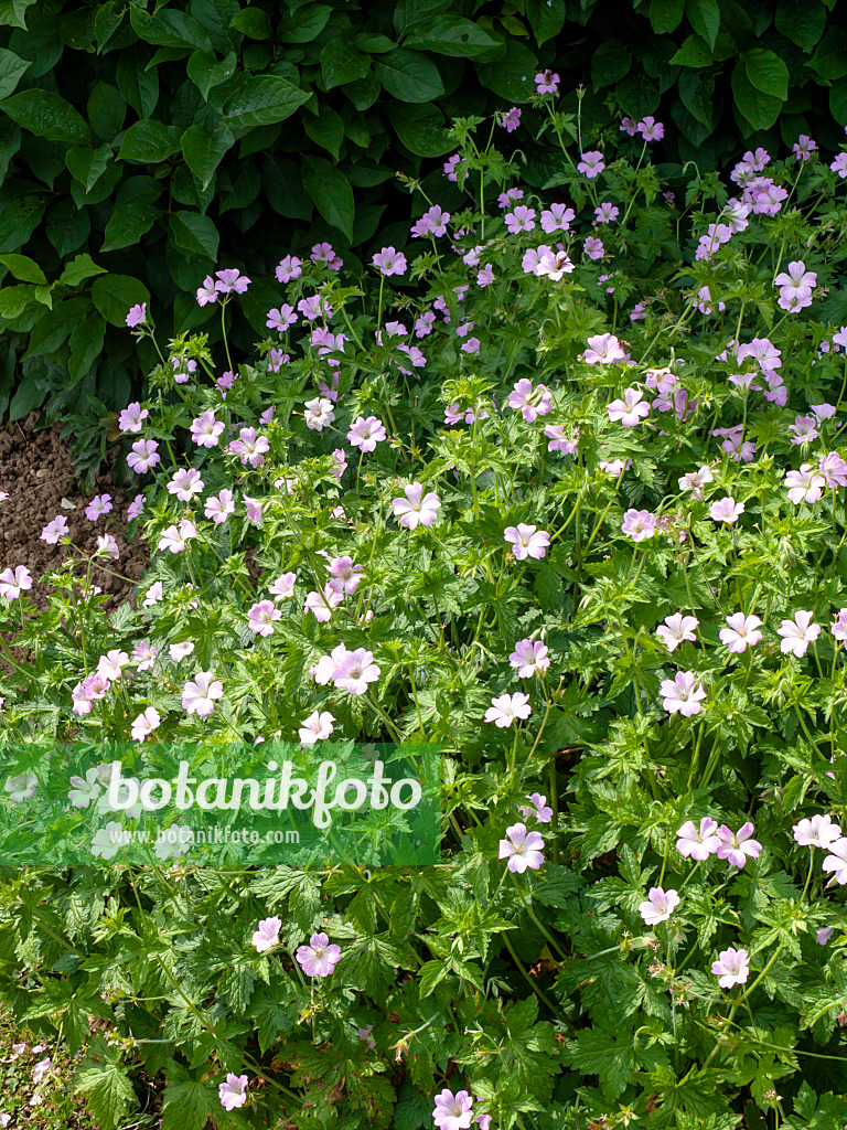 426106 - Cranesbill (Geranium x oxonianum 'Hollywood')