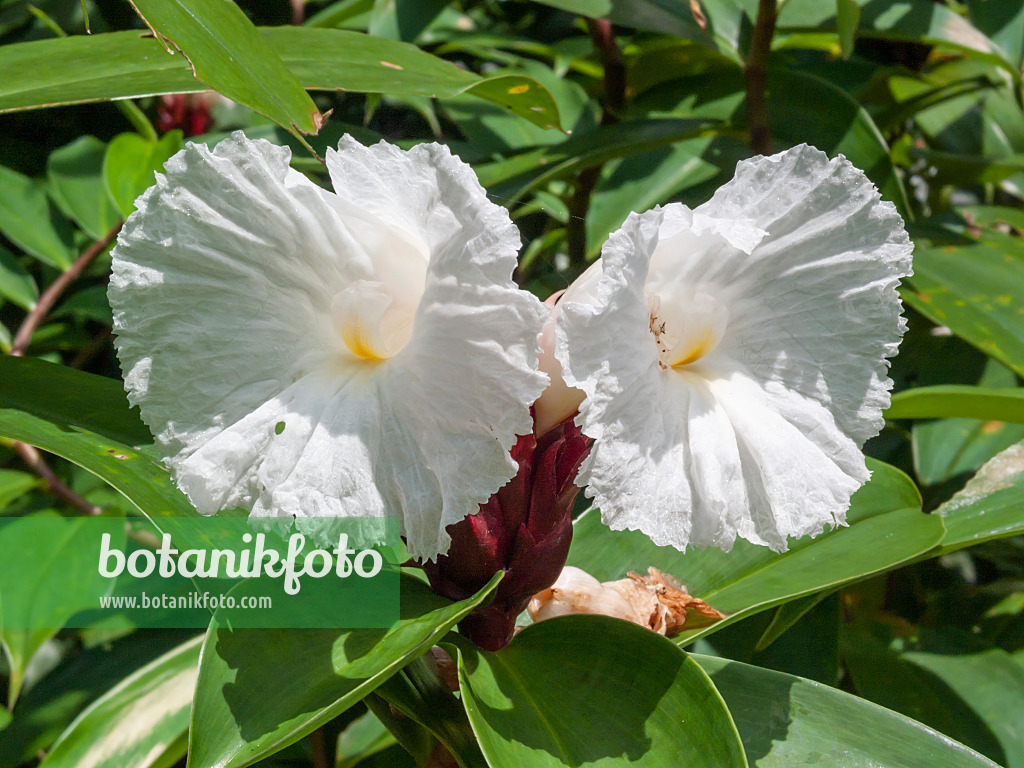 411258 - Crape ginger (Costus speciosus)