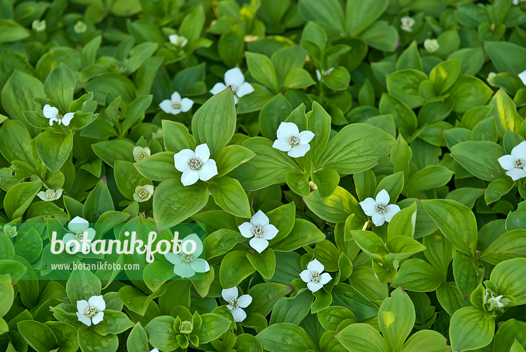 517158 - Creeping dogwood (Cornus canadensis)