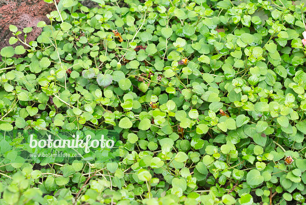 559025 - Creeping fuchsia (Fuchsia procumbens)