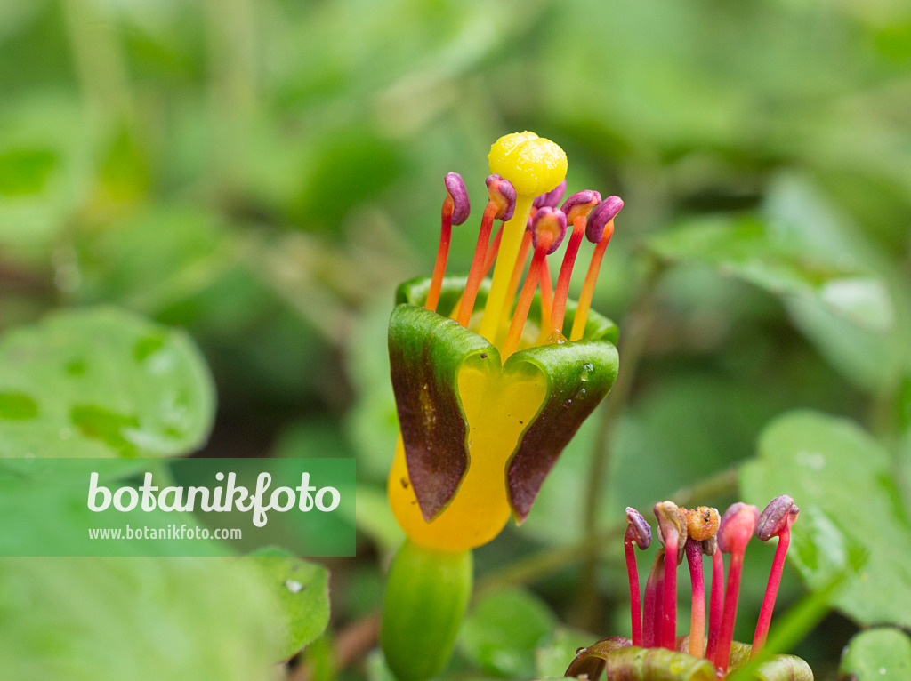 559128 - Creeping fuchsia (Fuchsia procumbens)
