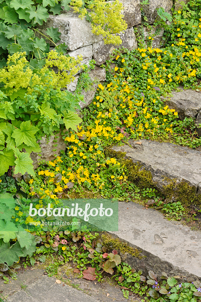 473344 - Creeping jenny (Lysimachia nummularia)