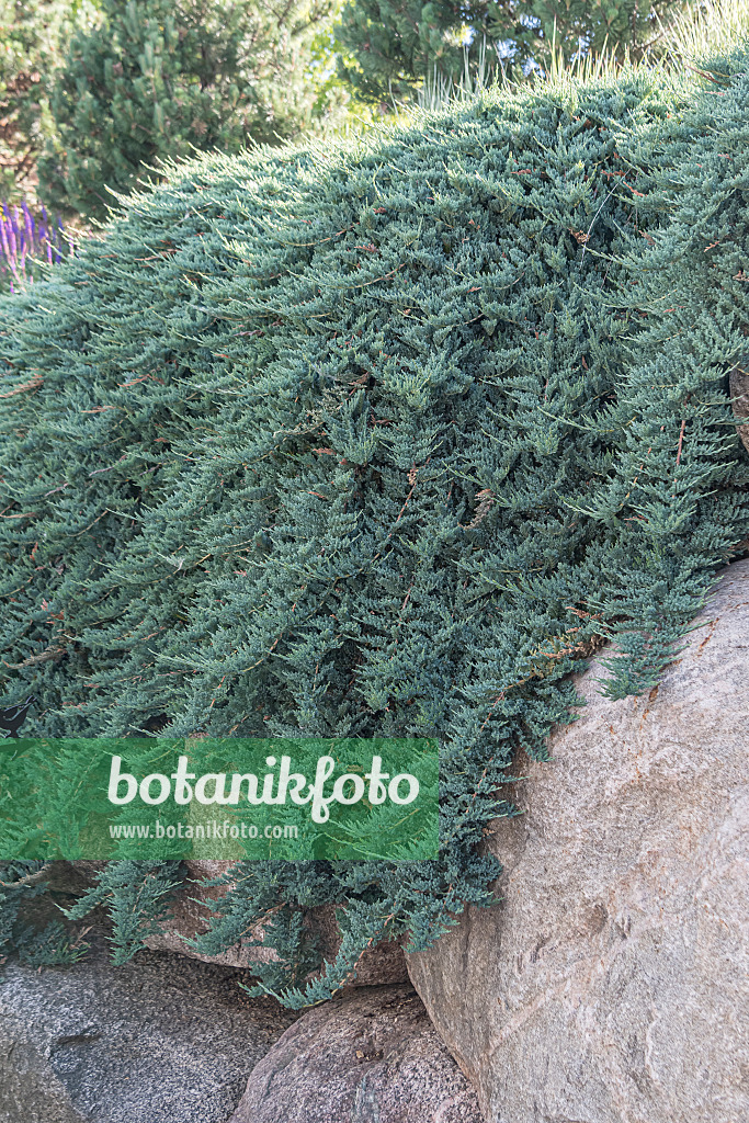 651356 - Creeping juniper (Juniperus horizontalis 'Blue Chip')