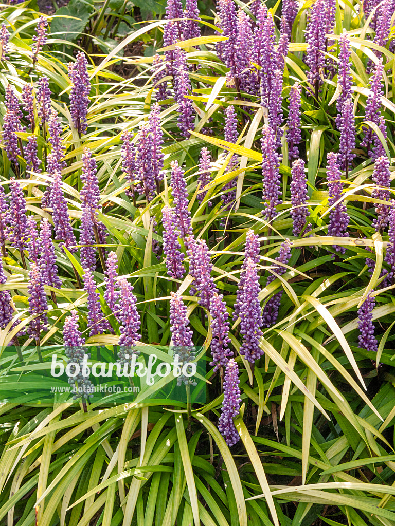 418015 - Creeping lily turf (Liriope spicata)