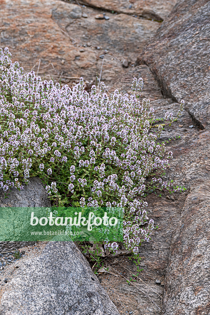 651554 - Creeping thyme (Thymus praecox)
