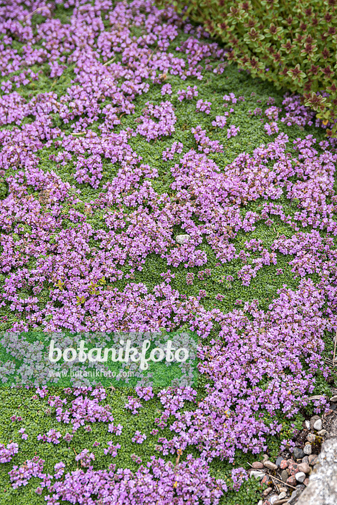 651553 - Creeping thyme (Thymus praecox 'Minor')