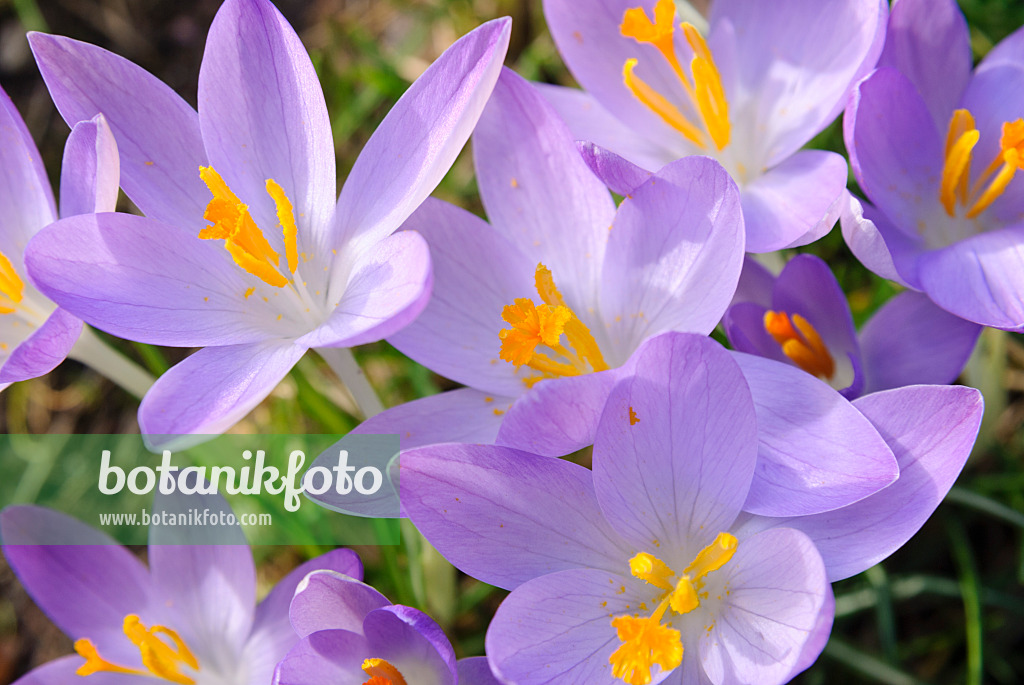 465088 - Crocus (Crocus)