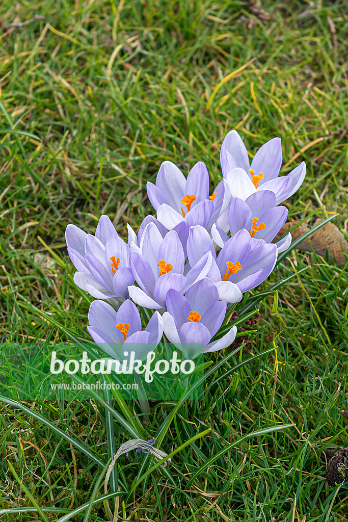651202 - Crocus (Crocus)