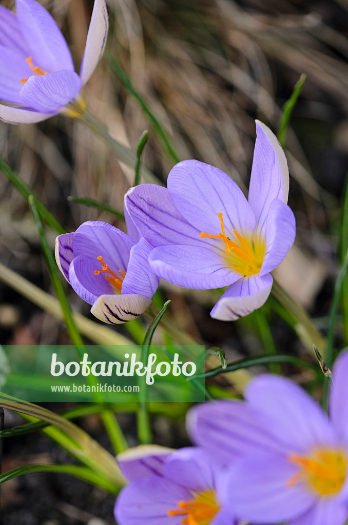 529166 - Crocus (Crocus imperati 'De Jager')