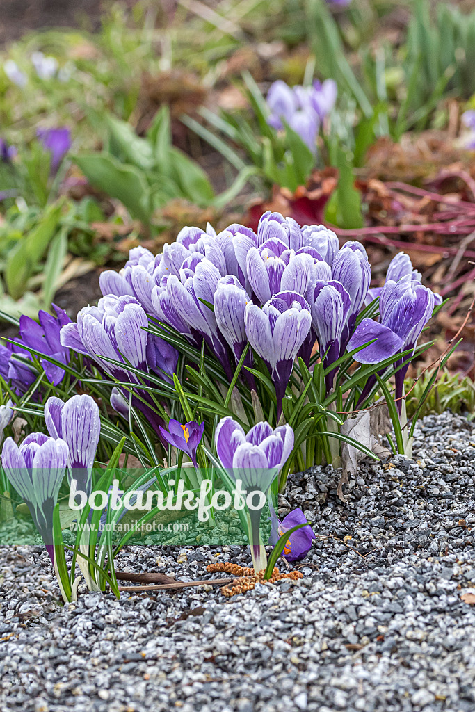 651203 - Crocus de Naples (Crocus vernus 'Pickwick')