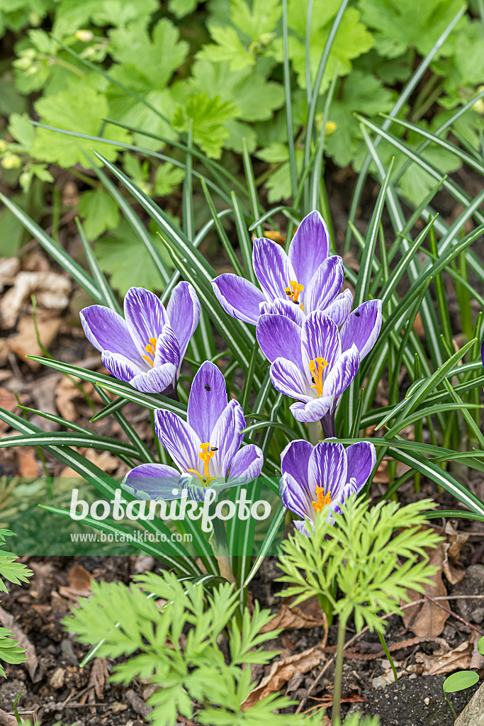 651204 - Crocus de Naples (Crocus vernus 'Pickwick')