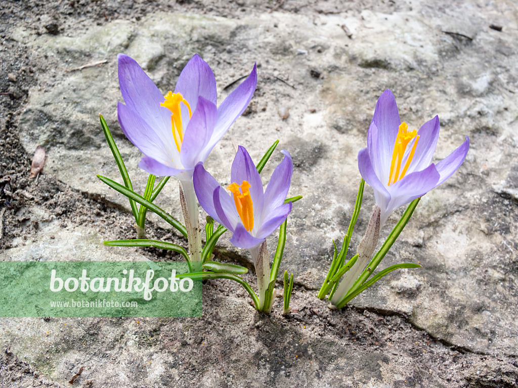 400012 - Crocus de Thomas (Crocus tommasinianus)