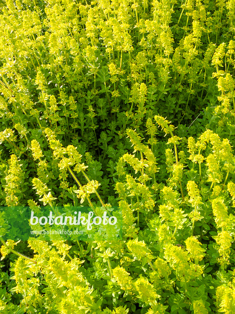401231 - Crosswort (Cruciata laevipes)