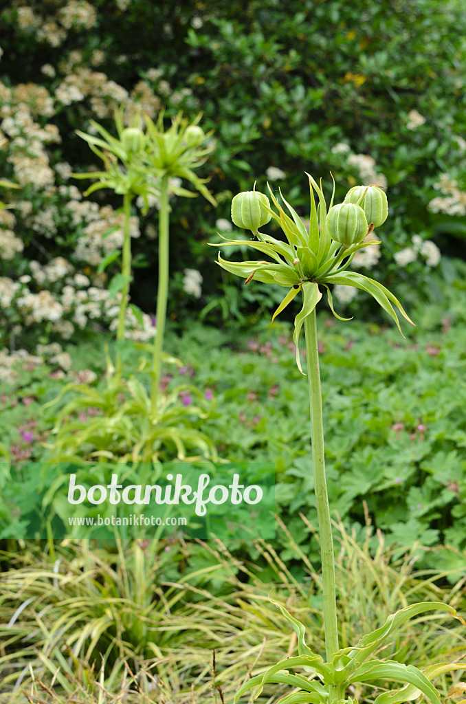 496339 - Crown imperial (Fritillaria imperialis)
