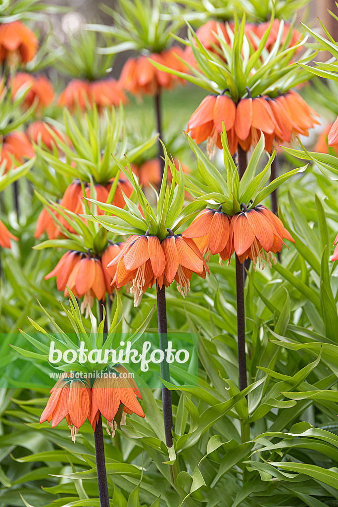 651277 - Crown imperial (Fritillaria imperialis 'Aurora')