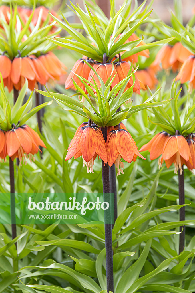 651278 - Crown imperial (Fritillaria imperialis 'Aurora')
