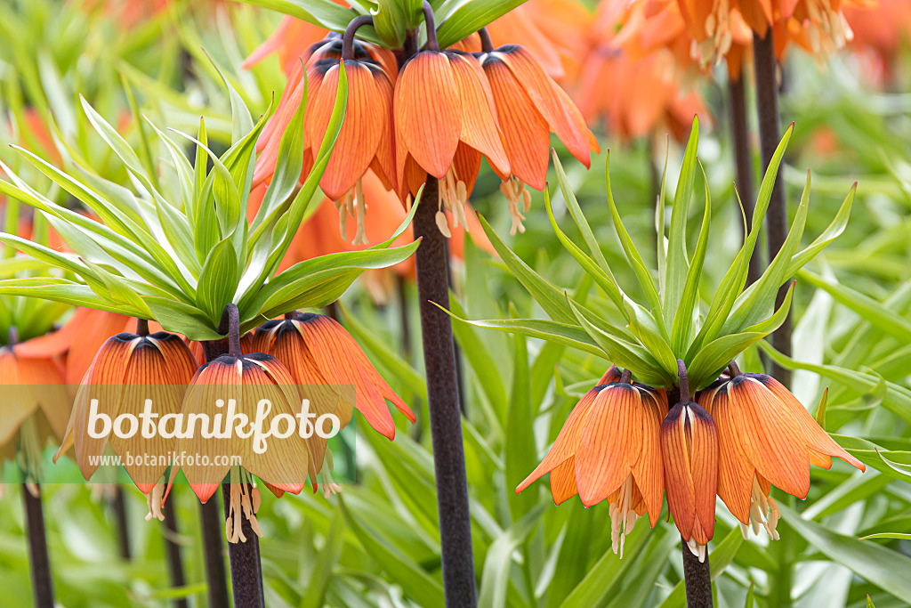651280 - Crown imperial (Fritillaria imperialis 'Aurora')