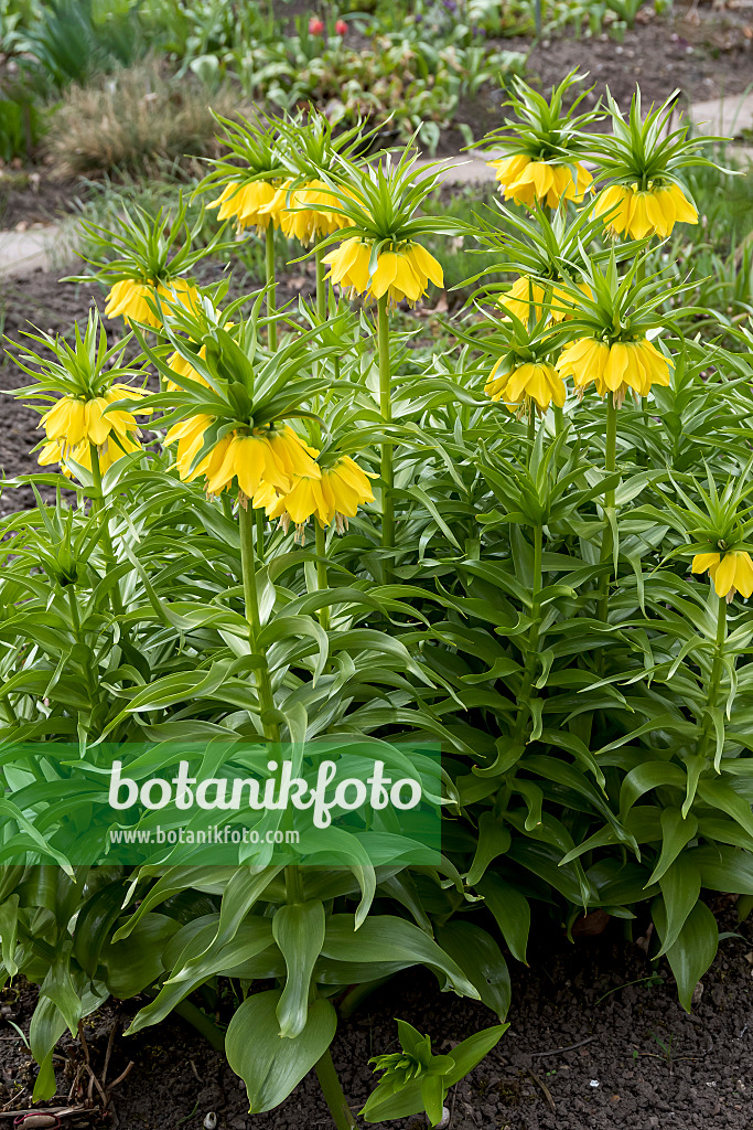 651283 - Crown imperial (Fritillaria imperialis 'Lutea')