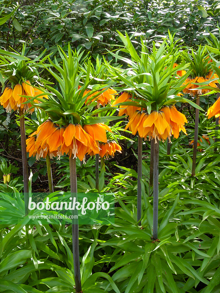 401083 - Crown imperial (Fritillaria imperialis 'Orange Brillant')