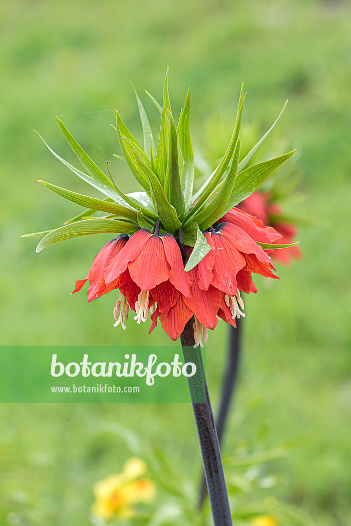 651285 - Crown imperial (Fritillaria imperialis 'Rubra')