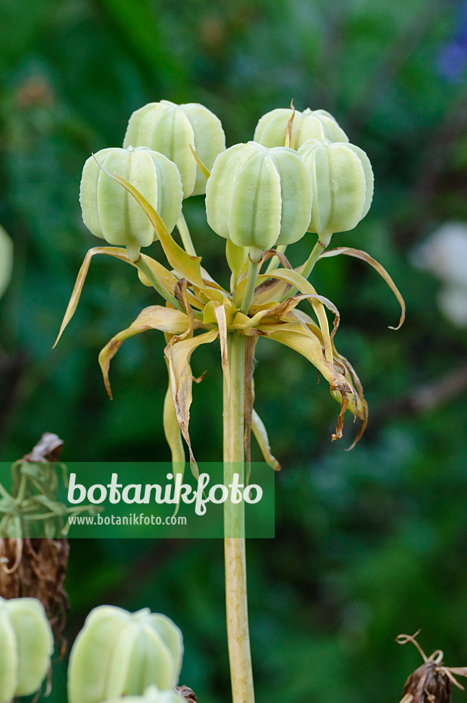 473034 - Crown imperial (Fritillaria imperialis 'Rubra Maxima')