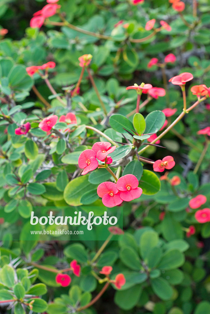 552002 - Crown of thorns (Euphorbia milii)