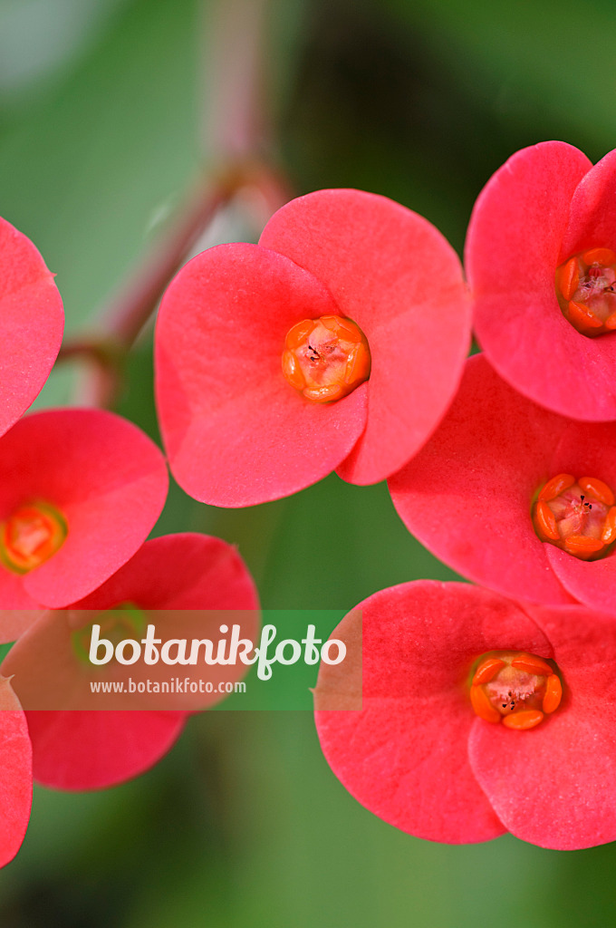 481040 - Crown of thorns (Euphorbia milii var. splendens)