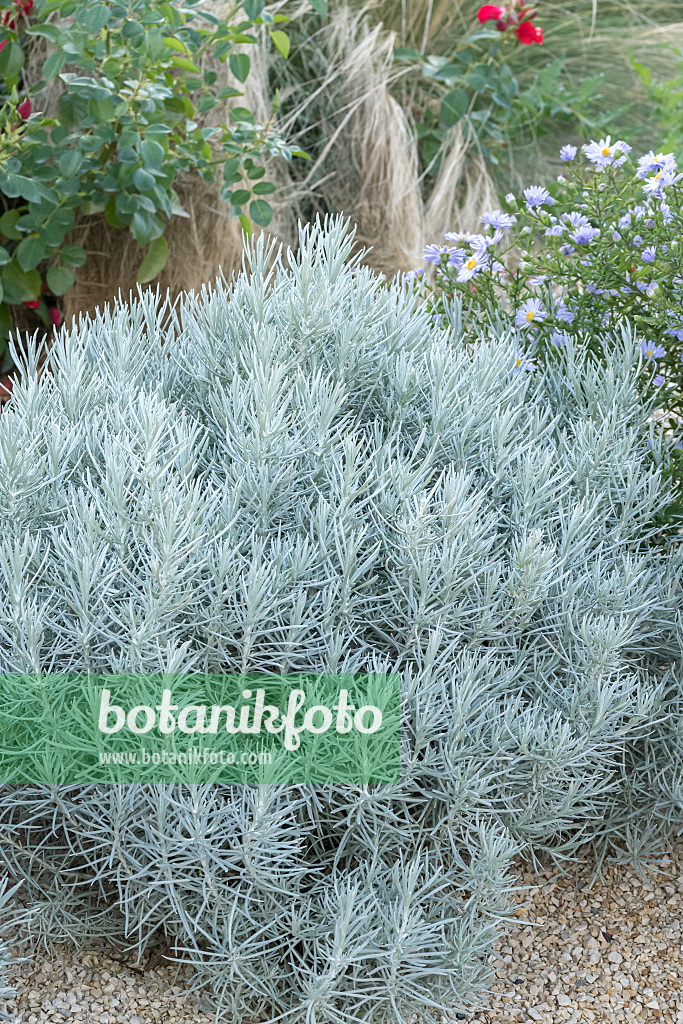 664174 - Curry plant (Helichrysum italicum 'Silbernadel')