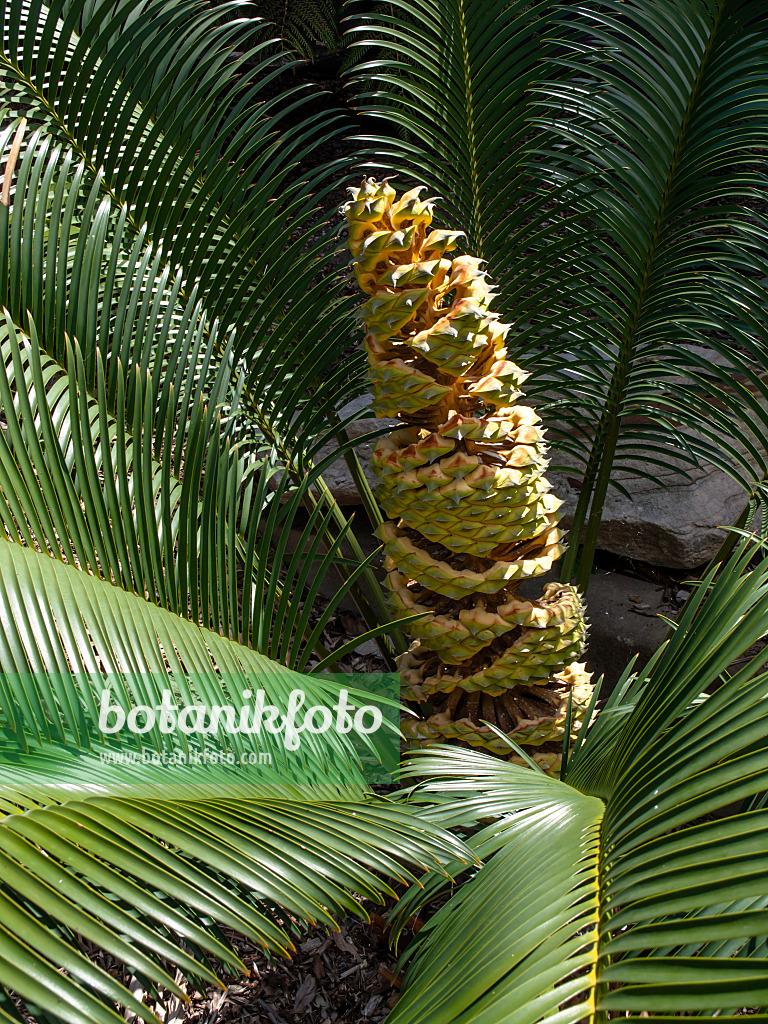 455373 - Cycad (Lepidozamia peroffskyana)