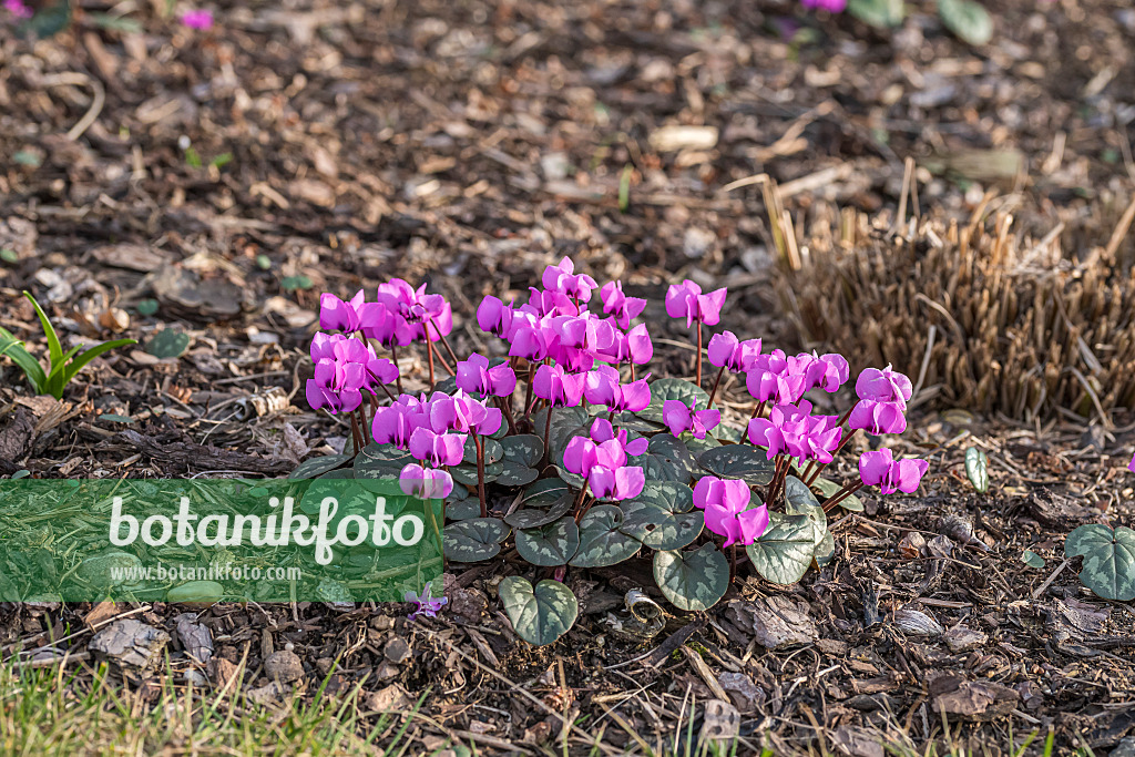 651205 - Cyclamen coum