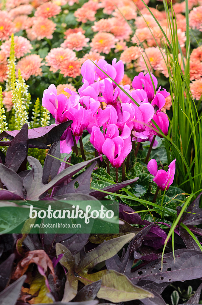 548040 - Cyclamen, patate douce (Ipomoea batatas) et chrysanthèmes (Chrysanthemum)