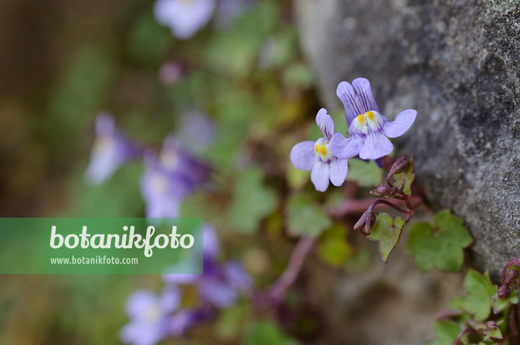 471180 - Cymbalaire des murs (Cymbalaria muralis)