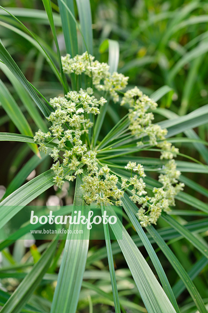 471081 - Cyperus à feuilles alternes (Cyperus alternifolius)