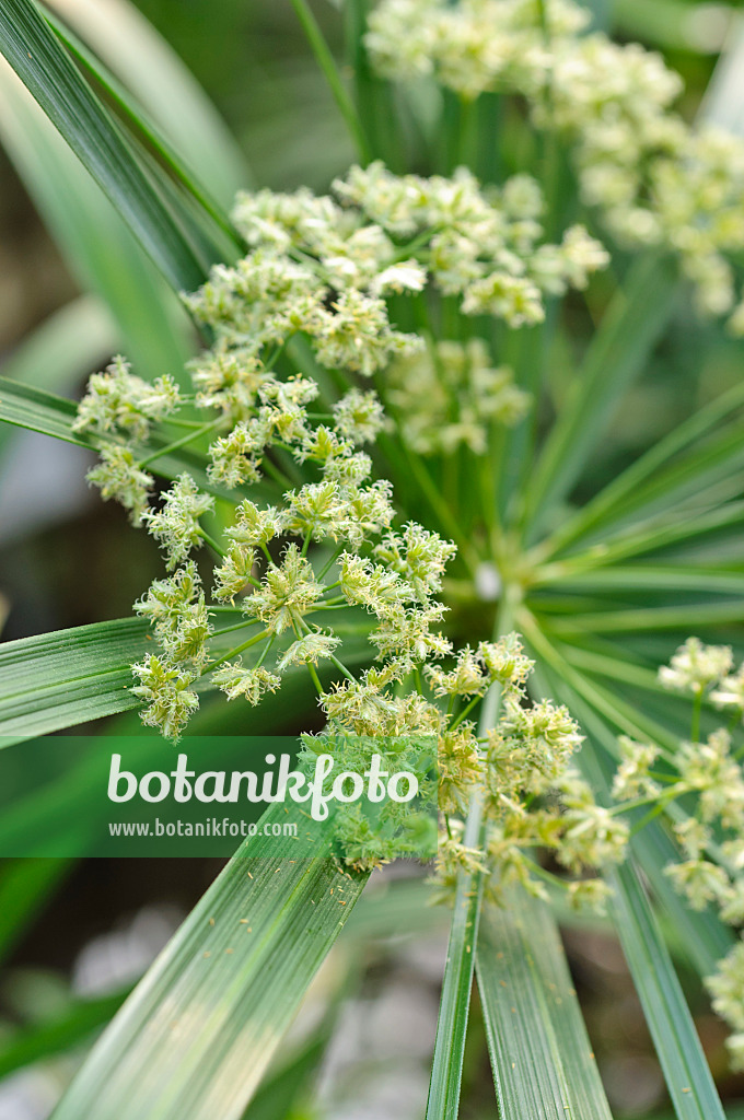 471082 - Cyperus à feuilles alternes (Cyperus alternifolius)