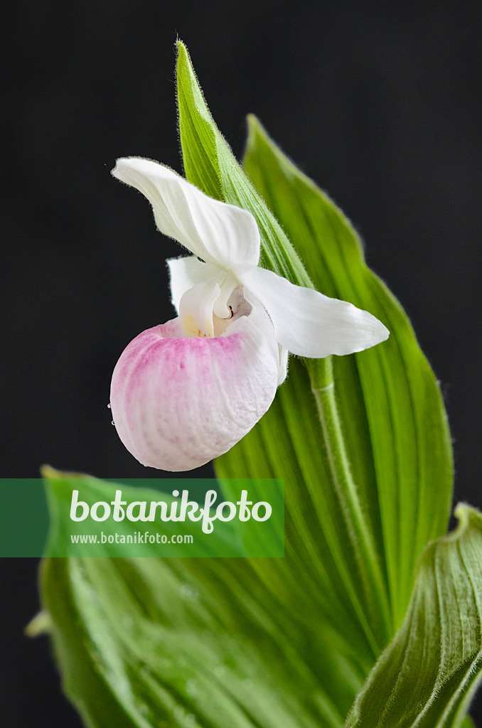 520275 - Cypripède royal (Cypripedium reginae)