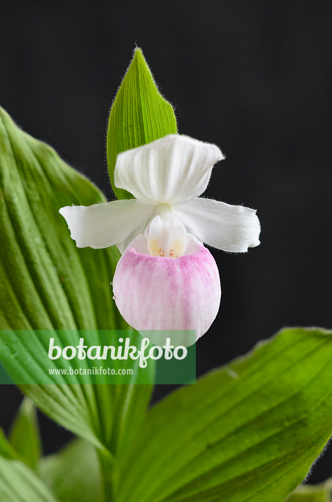 520276 - Cypripède royal (Cypripedium reginae)
