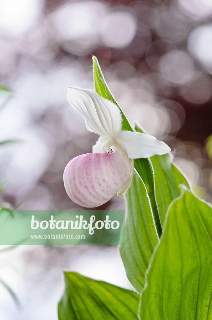 520277 - Cypripède royal (Cypripedium reginae)