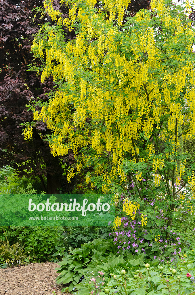 544120 - Cytise faux ébénier (Laburnum anagyroides)