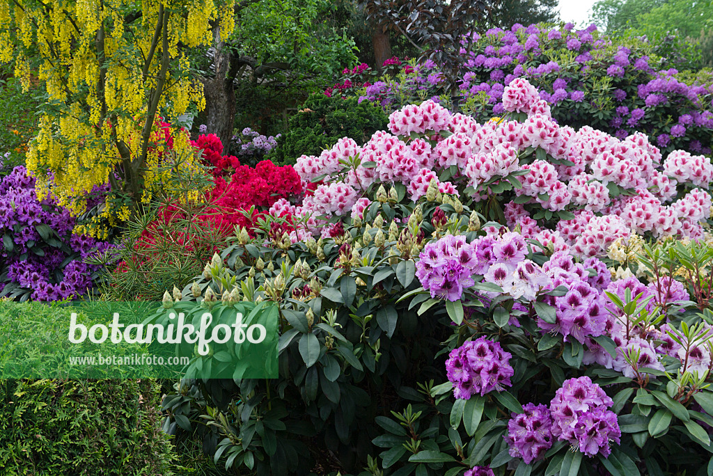 556146 - Cytise (Laburnum) et rhododendrons (Rhododendron)