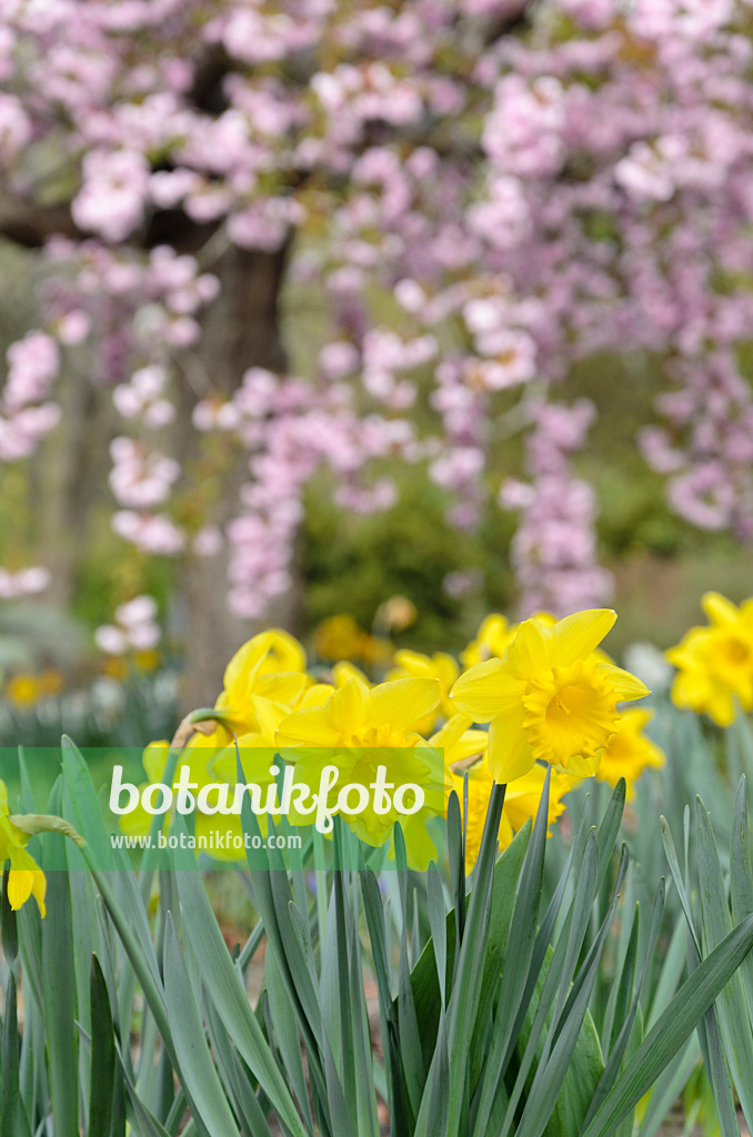 531042 - Daffodil (Narcissus)