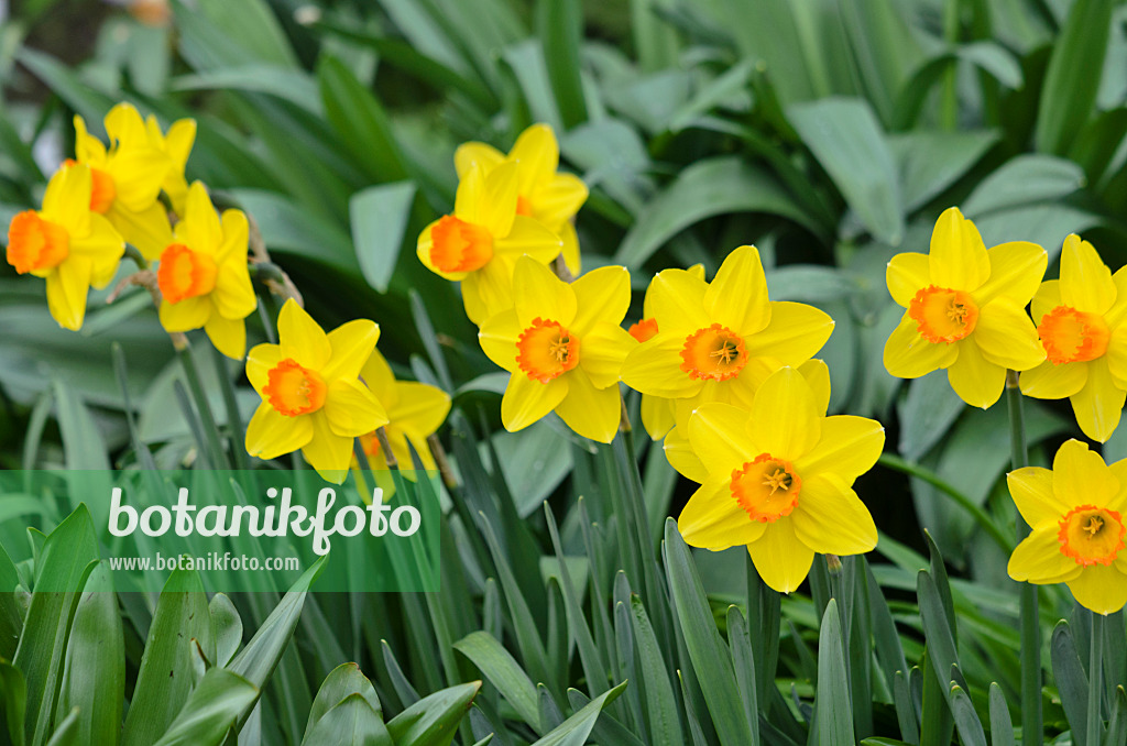 531045 - Daffodil (Narcissus Pinza)