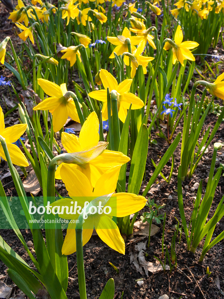 400060 - Daffodils (Narcissus)