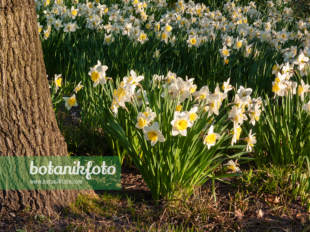 400088 - Daffodils (Narcissus)