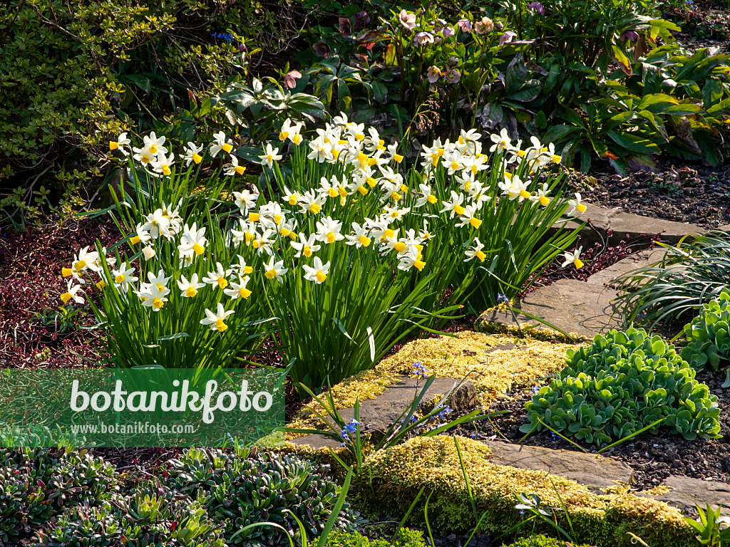 447052 - Daffodils (Narcissus)