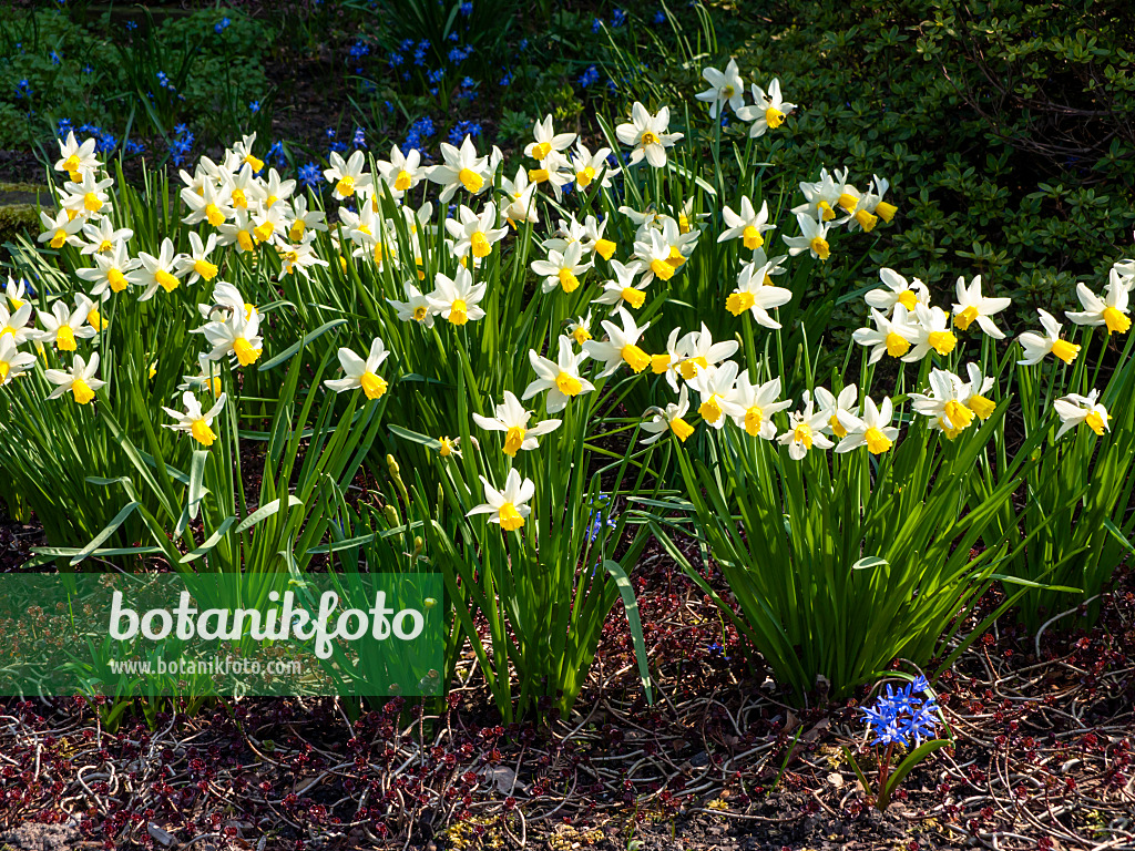 447067 - Daffodils (Narcissus)