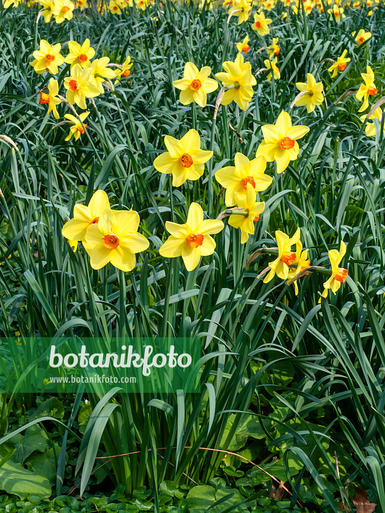 447074 - Daffodils (Narcissus)