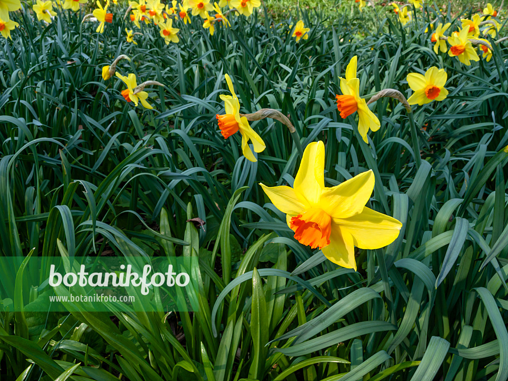 447075 - Daffodils (Narcissus)