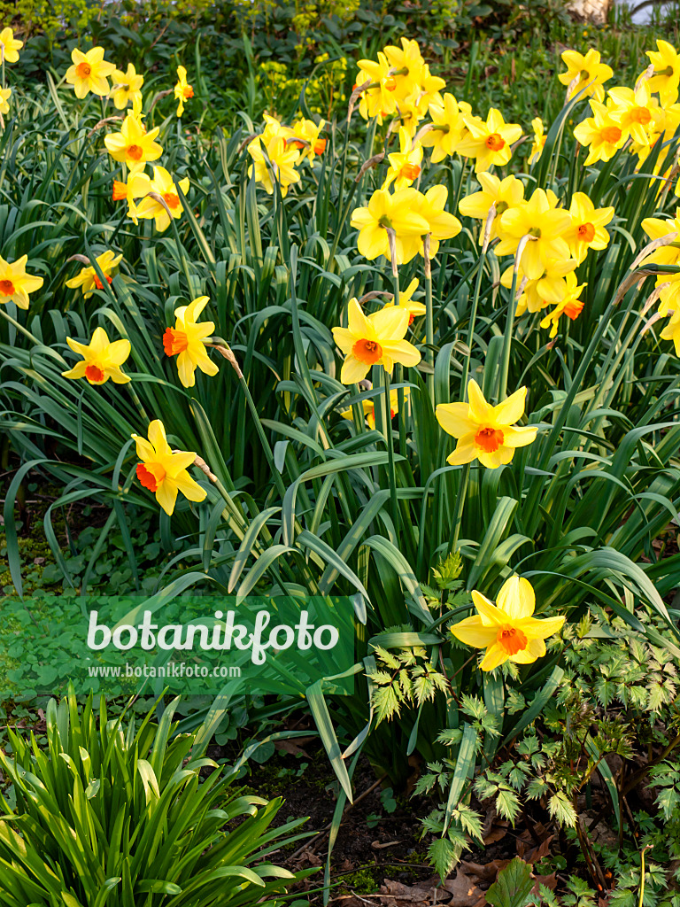 447084 - Daffodils (Narcissus)