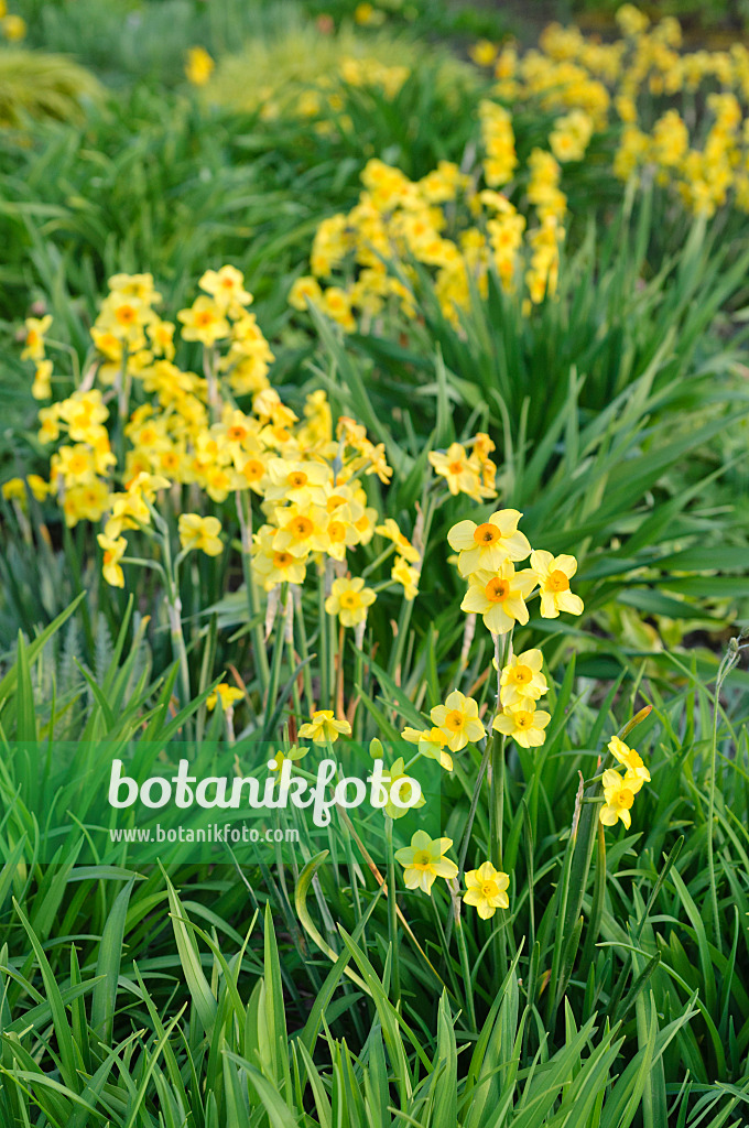 471330 - Daffodils (Narcissus)
